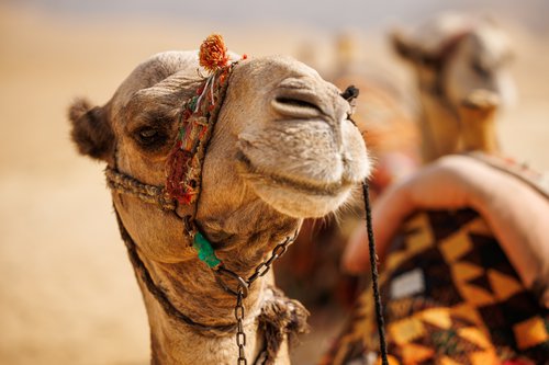 Camel_iStock-1485961982.jpg